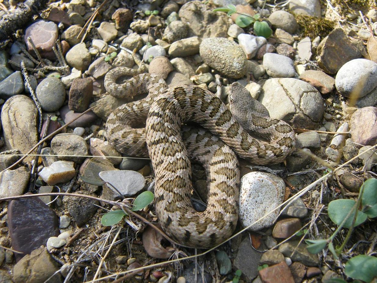 Vipera aspis hugyi